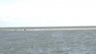 Robben auf einer Sandbank in der Nordsee